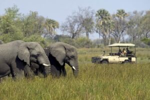 El turismo internacional se expande: safaris en África como Kenia y Tanzania se perfilan como experiencias únicas para los viajeros mexicanos.
